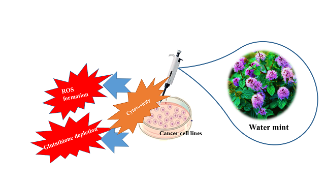 Investigating anti-cancer mechanism of phenolic compounds of water mint in cancer cells 