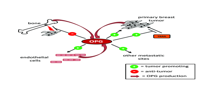 Assessment of osteoprotegerin as monitor diabetic nephropathy 