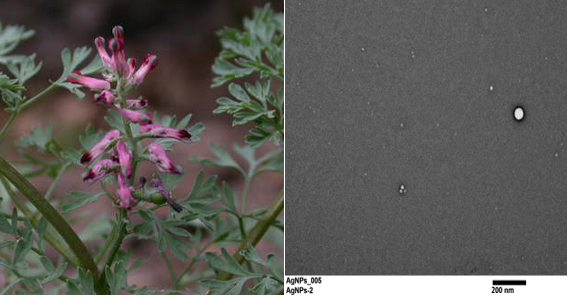 Bio-fabrication of silver nanoparticles using naturally available wild herbaceous plant and its antibacterial activity 